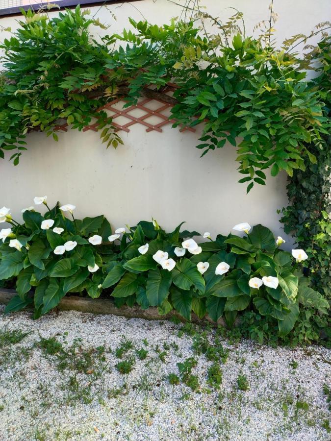 Hotel Goldene Rose リミニ エクステリア 写真